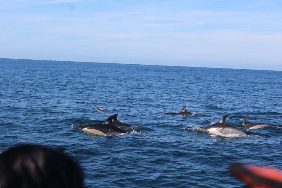 From Faro: Dolphin Watching & 2 Islands Tour - Arriving at the Pier