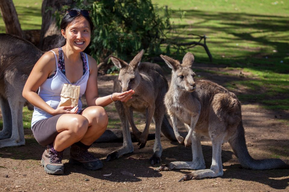 From Hobart: Mt. Field, Mt. Wellington and Wildlife Day Tour - Recap