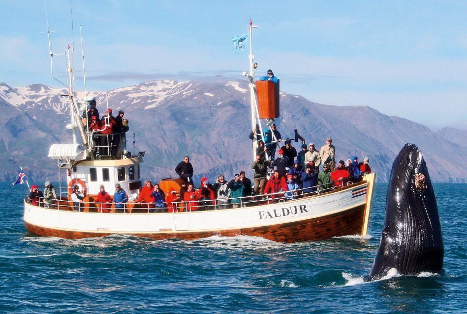 From Húsavík: Traditional Whale Watching Tour - Tips for a Great Experience