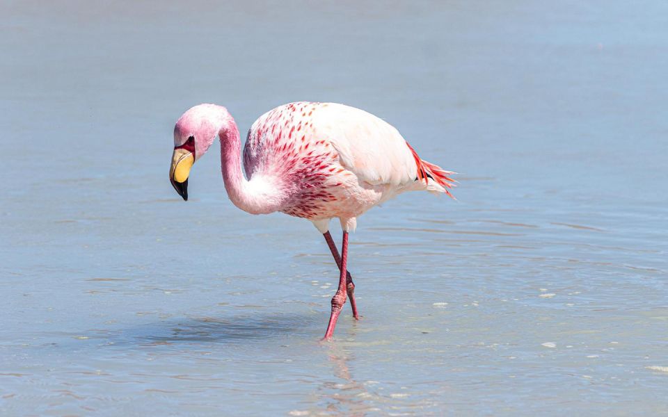 From La Paz: Bolivia and Uyuni Salt Flats in 5 Days/4 Nights - Exploring Uyuni Salt Flats