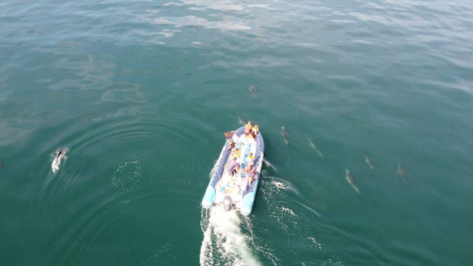 From Lagos: Dolphin Watching Boat Trip - Booking and Cancellation