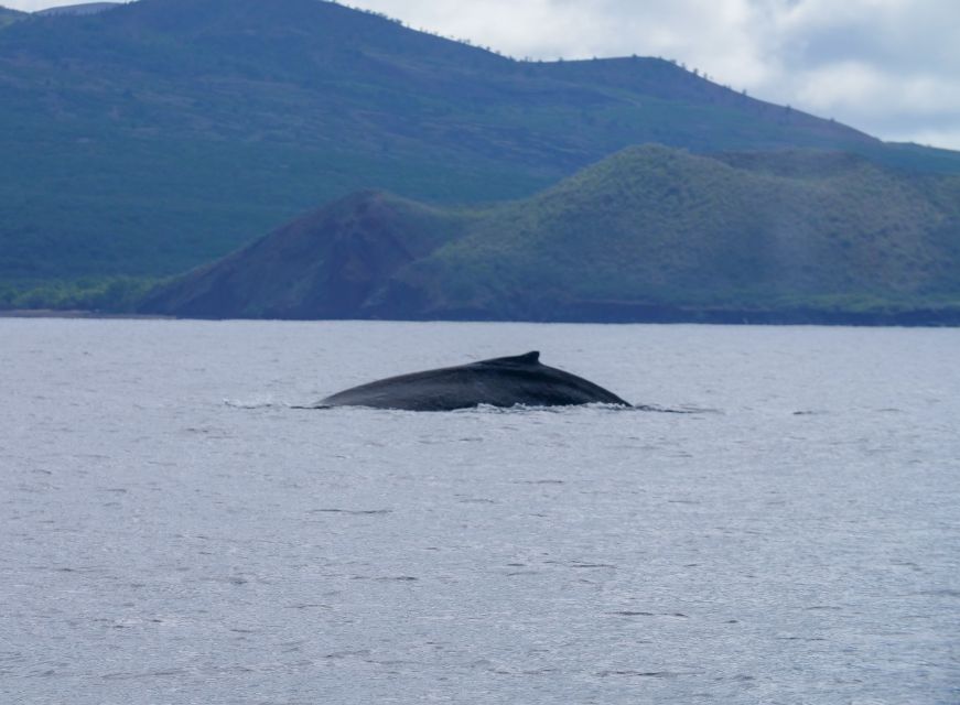 From Maalaea: Whale Watching Catamaran Cruise With Drinks - Duration and Cost