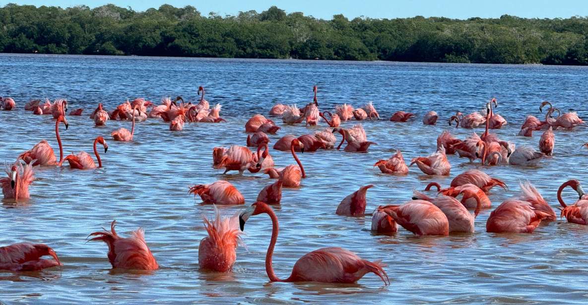 From Merida: Celestun Mangroves, Pink Flamingos and Beach - Highlights of the Excursion