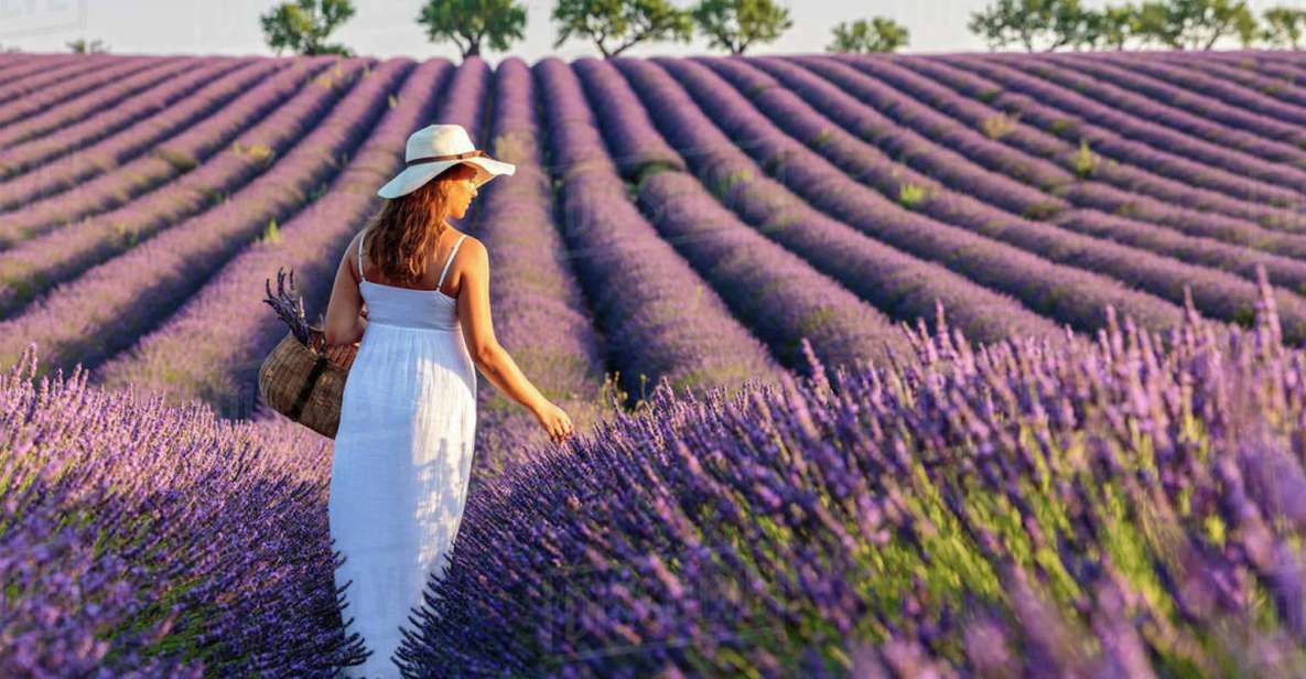 From Nice: Full-Day Provence and Lavender Tour - Transportation and Pickup Details