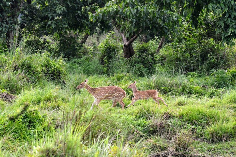From Pokhara: Private 3-Day Chitwan Jungle Safari Tour - Inclusions and Benefits