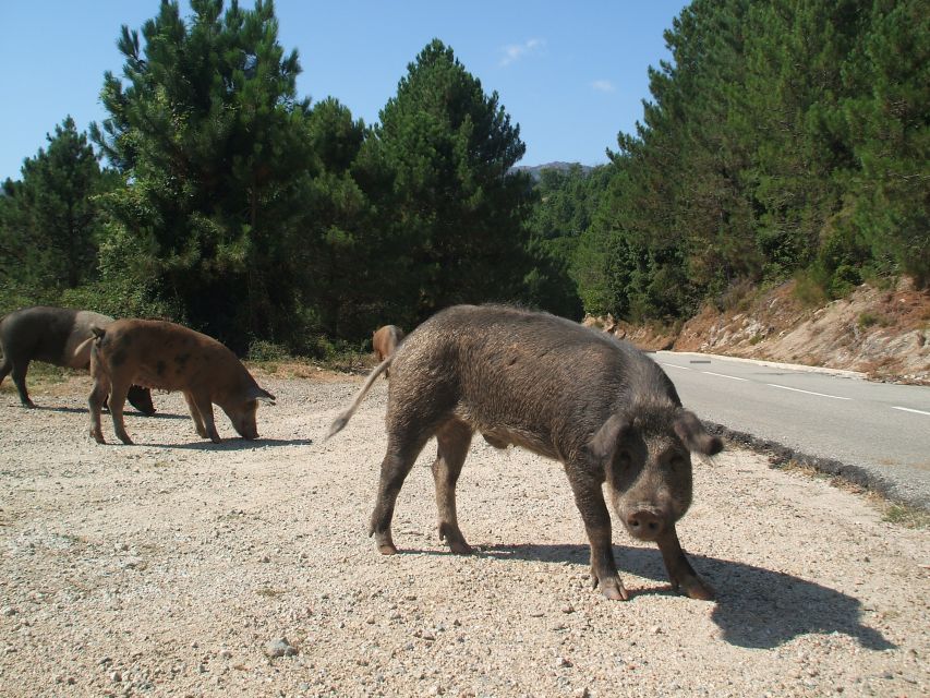 From Porto Vecchio: Corsica Mountain Tour - Participant Requirements