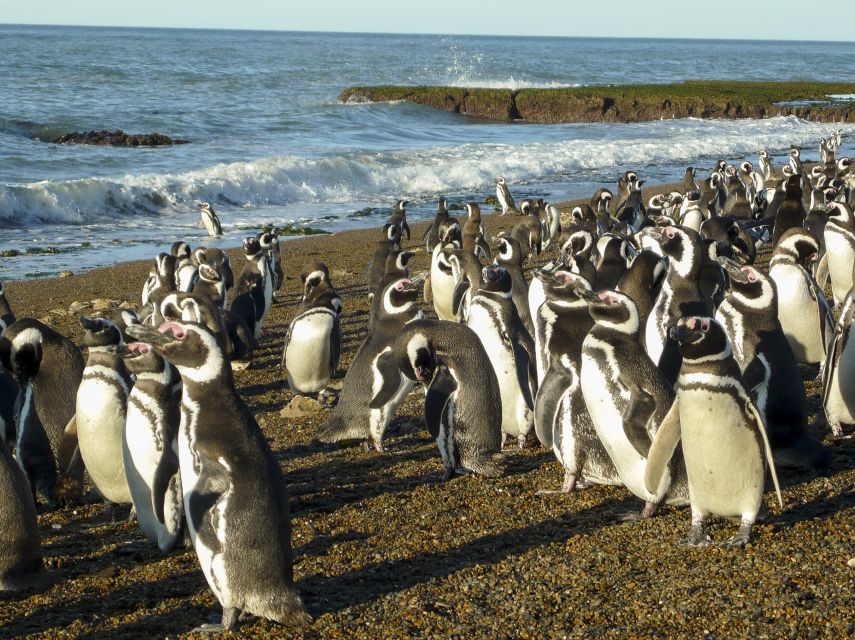 From Puerto Madryn: Penguin Tour & Valdés Peninsula Day Trip - Booking Information