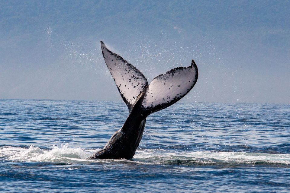 From Puerto Vallarta/Nuevo Vallarta: Whale Watching Cruise - Booking and Payment