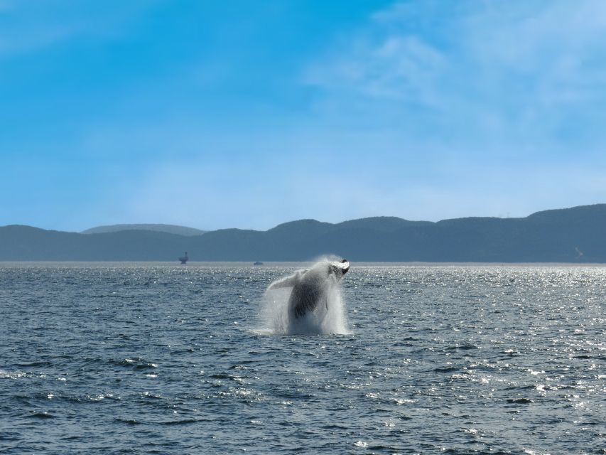 From Quebec City: Whale Watching Excursion Full-Day Trip - Boat and Zodiac Options