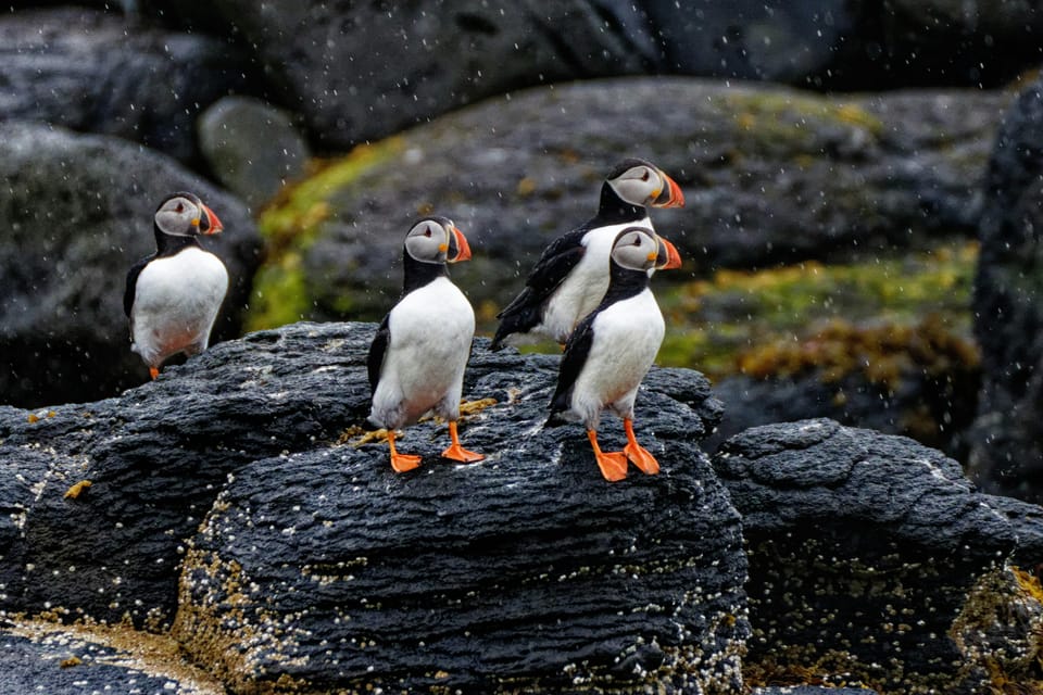 From Reykjavik: Westman Islands With Ferry and Van PRO Photo - Wildlife and Nature Exploration