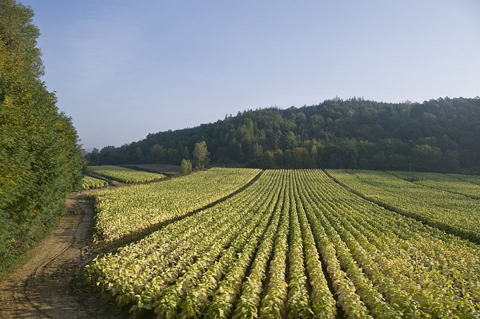 From Rome: Tuscany and Montepulciano Nobile Wine Guided Tour - Important Information