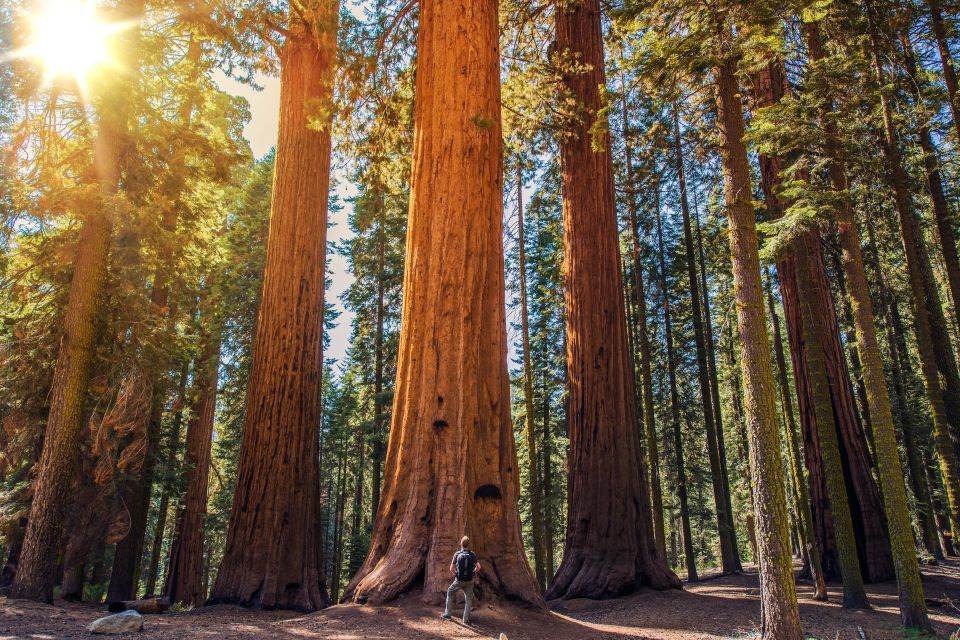 From San Francisco: Muir Woods National Monument Guided Tour - Visiting Muir Woods