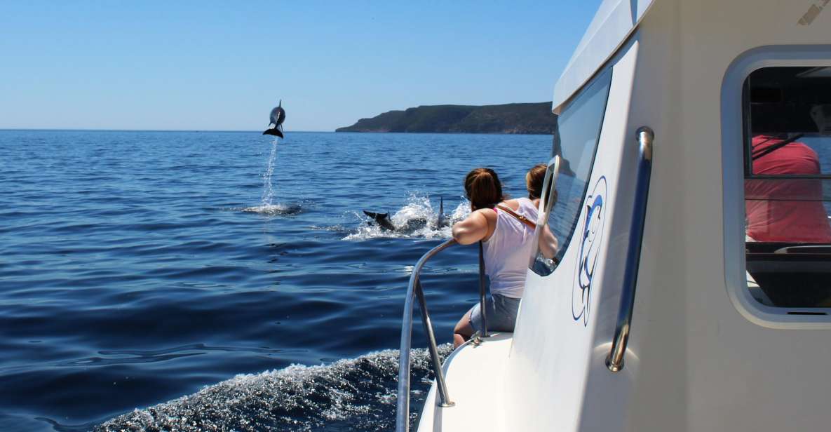 From Sesimbra: Arrábida Dolphin Watching Boat Tour