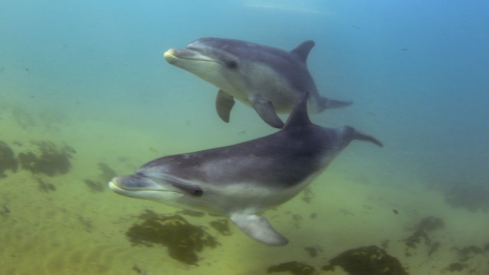 From Sorrento: Half-Day Cruise With Dolphins & Seals Snorkel - Customer Reviews and Feedback