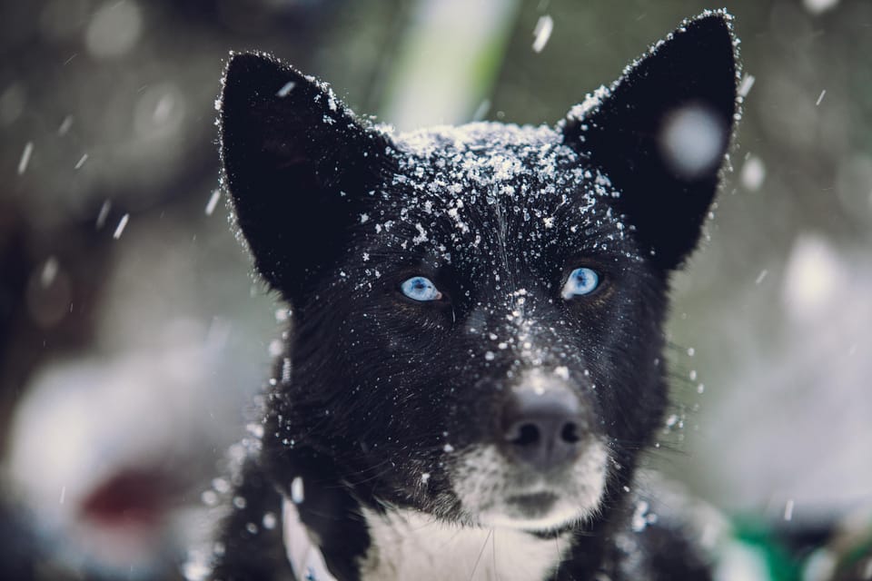 From Tromsø: Advanced Dog Sledding Tour at Camp Tamok - Booking Information
