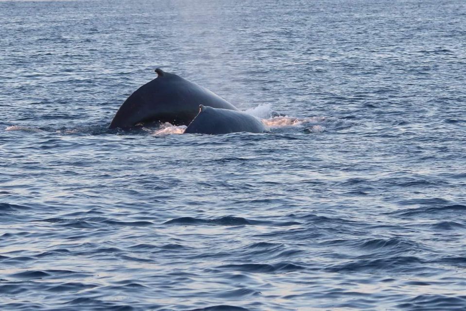 From Tromsø: All-Inclusive Whale and Sea Bird Boat Cruise - Nearby Attractions and Activities