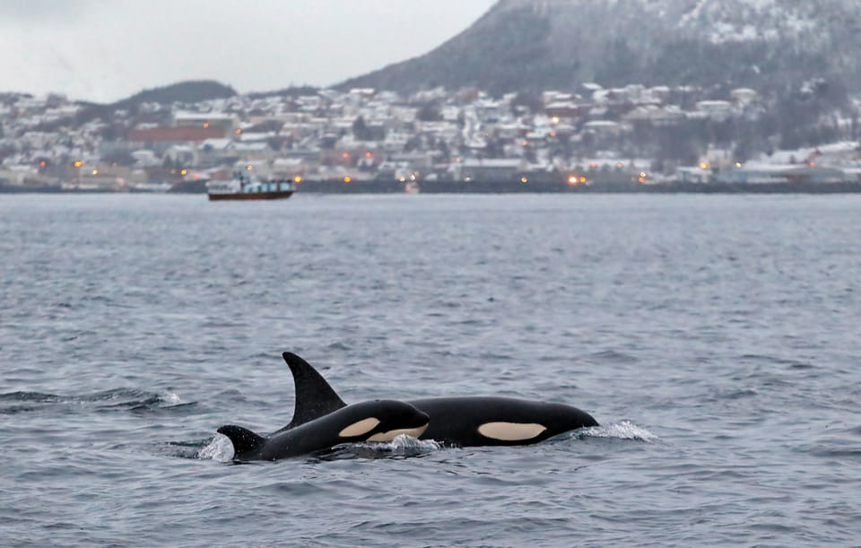 From Tromsø: Skjervoy Whale Watching RIB Boat Tour - Booking and Cancellation Policies