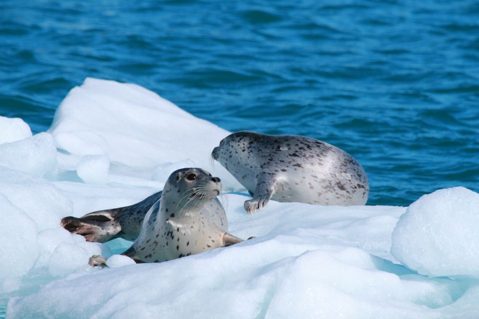 From Valdez: 7.5-hour Meares Glacier & Wildlife Cruise - Observe Marine Wildlife