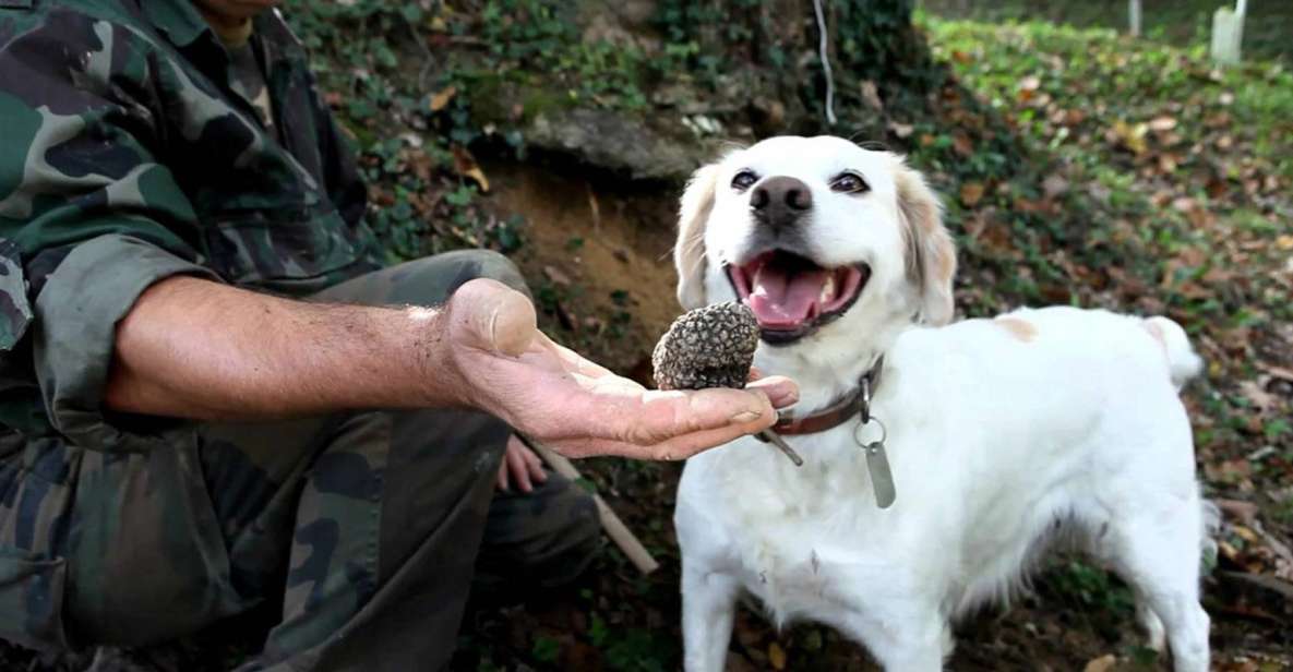 Full-Day Barbaresco Wine Tour With Truffle Hunting and Lunch - Customer Reviews and Testimonials