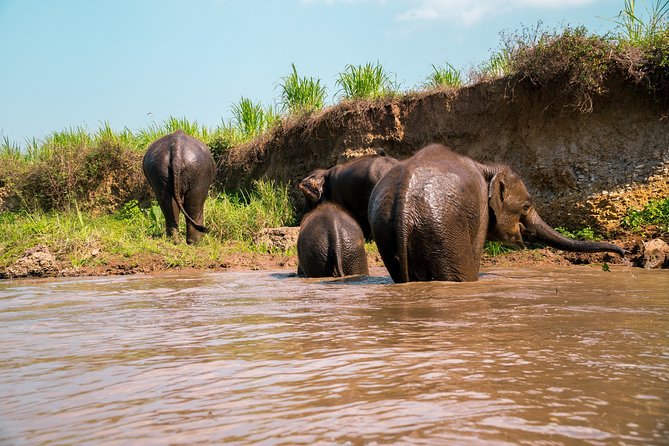 Full Day Chauffeur Driven Tuk Tuk Adventure in Chiang Mai Including Rafting - Customer Reviews and Ratings