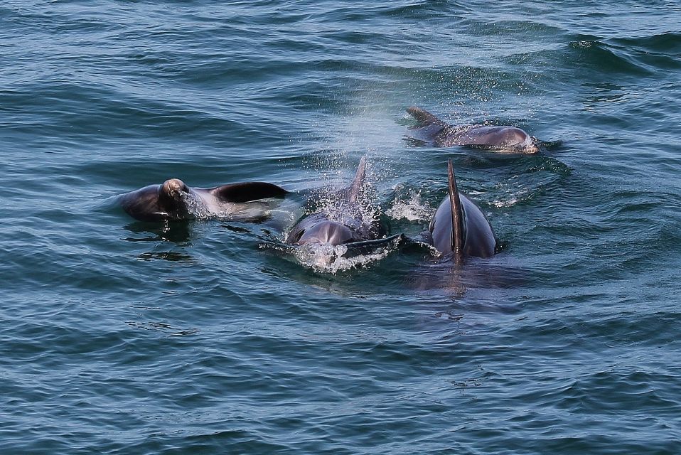 Full-Day Dolphin Watching Tour From Lisbon - Recommended Attire and Gear