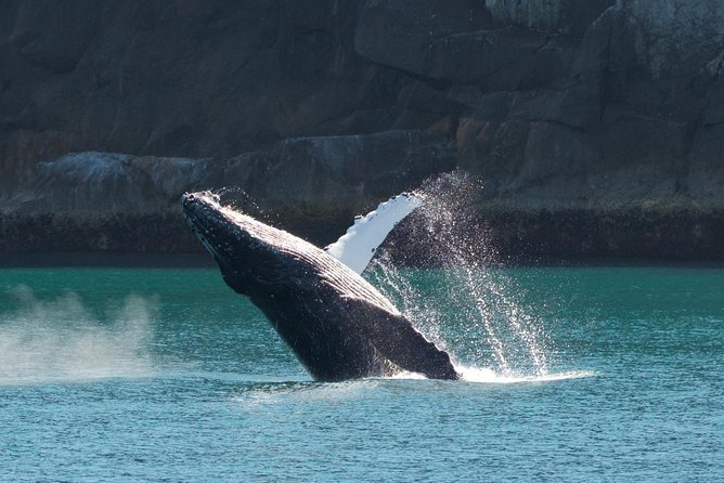 Full-Day Kenai Fjords National Park Northwestern Cruise - Customer Feedback and Ratings