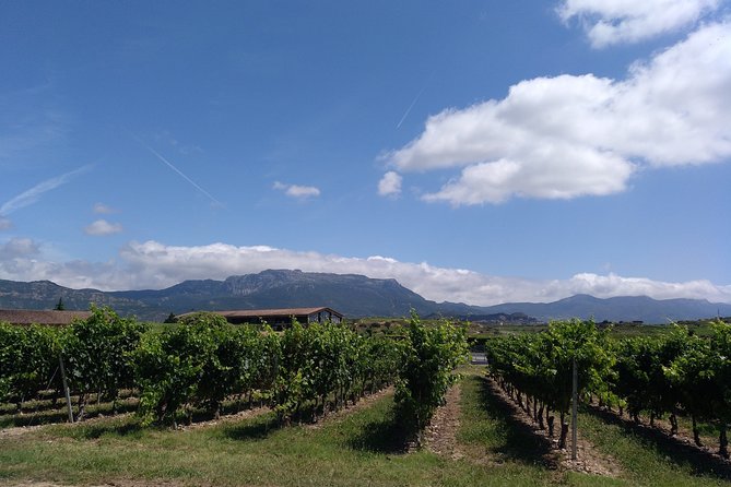 Full-Day Private Cultural and Gastronomic Adventure in Rioja - Olive Oil Tasting