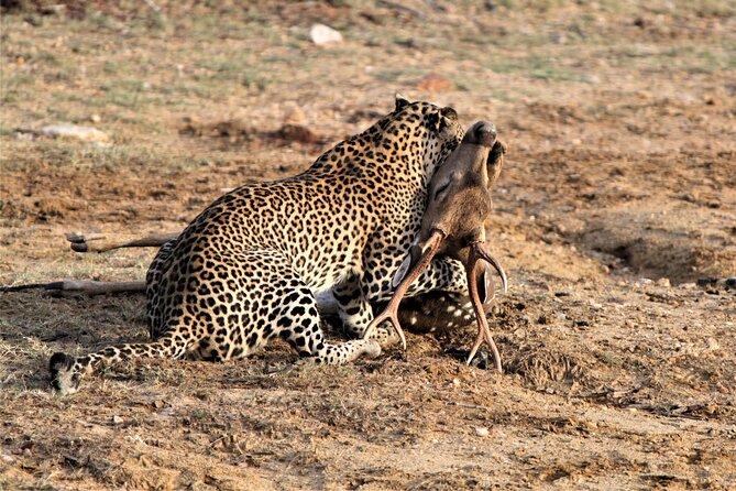 Full Day Safari Tour in Yala National Park - Additional Tips and Notes
