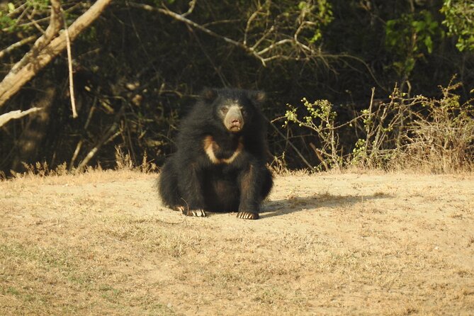 Full Day Safari - Yala National Park - 04.30 Am to 06.00 Pm With - Janaka Safari - Afternoon Safari Continuation