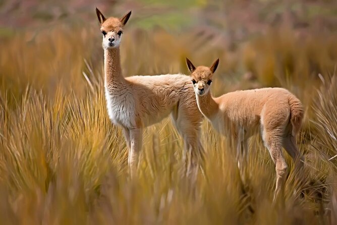 Full Day Tour to Colca From Arequipa - Booking and Cancellation Policies