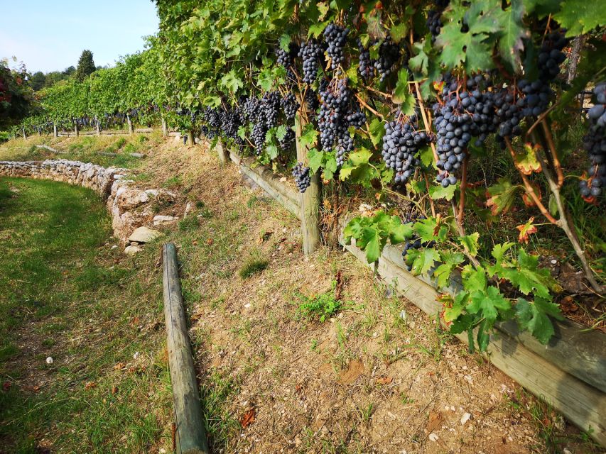 Fumane: Guided Food and Wine Tasting With Vineyard Tour - Culinary Pairings Explained