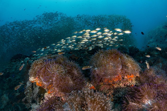 Fun Diving Packages (Certified Divers) - Cancellation and Weather Policy
