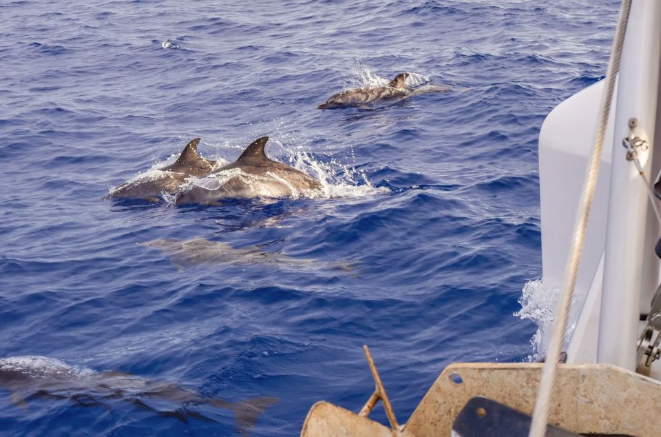 Funchal Bay: Dolphin & Whale Watch Luxury Catamaran Cruise - Snorkel at Cabo Girão