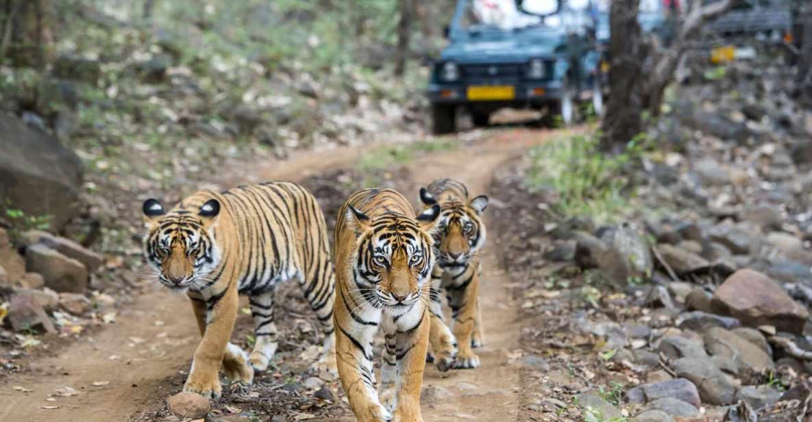 Golden Triangle Tour Ranthambore: A Wildlife Tour Experience - Frequently Asked Questions