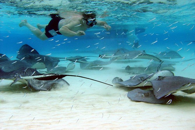 Grand Cayman Cruise: Starfish Point, Stingray City, Coral Garden - Interacting With Stingrays