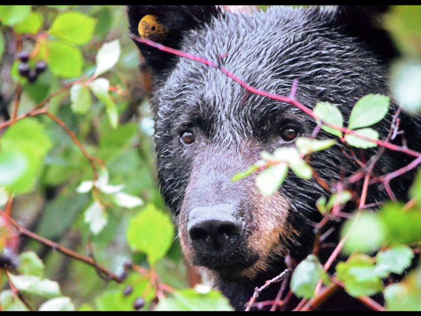 Grand Teton National Park: 4-Hour Guided Wildlife Adventure - Small-Group Tour Experience