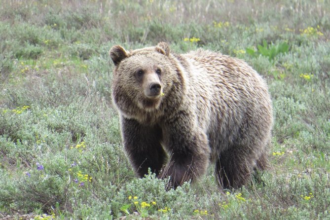 Grand Teton National Park - Full-Day Guided Tour From Jackson Hole - Travel Tips and Recommendations