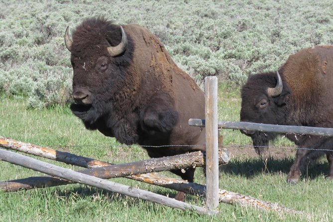 Grand Teton National Park - Sunrise Tour From Jackson Hole - Tips for a Great Experience
