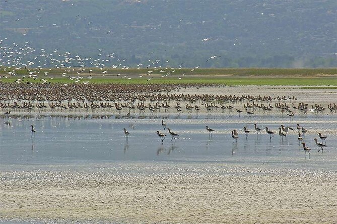 Great Salt Lake Wildlife and Sunset Experience - Cancellation and Parking Details