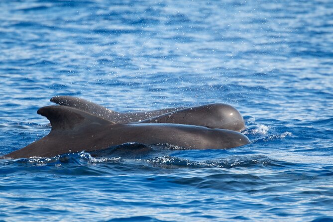 Guaranteed Dolphin and Whale Watch Tour in Kona - Tips for a Great Experience
