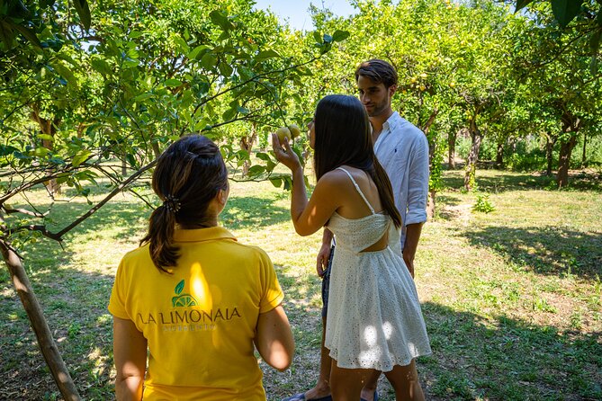 Guided Tour of a Historic Lemon Grove in Sorrento - Tips for a Memorable Visit