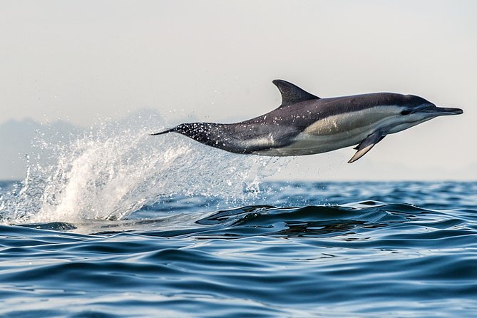 Half Day Dolphin & Wildlife Cruise - Tauranga - Tips for a Great Experience