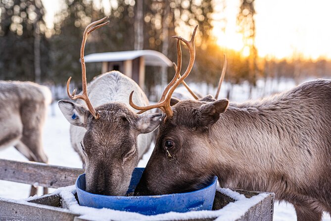 Half-Day Experience in Local Reindeer Farm in Lapland - Tips for Your Visit