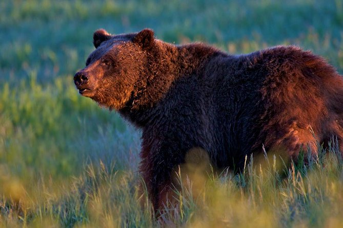 Half Day Group Sunrise Wildlife Safari - Location and Contact Information