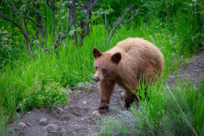 Half Day Group Sunset Wildlife Safari - Booking Information