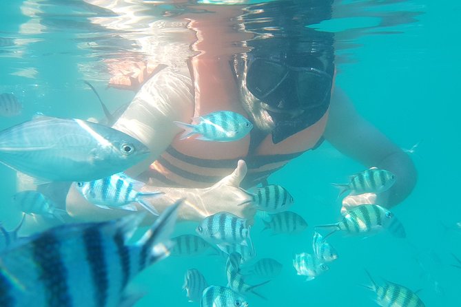 Half-Day Pig Island & Snorkeling Experience - What to Bring