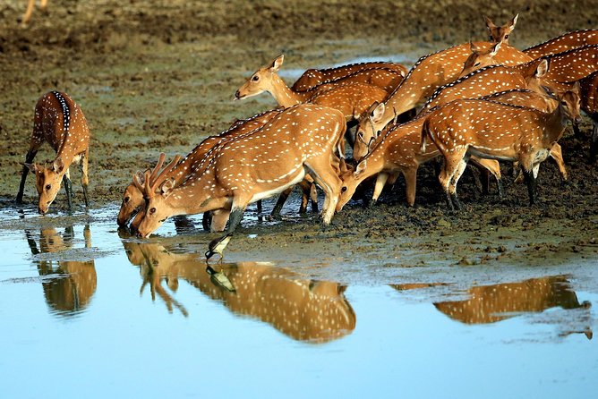 Half Day Safari at Yala National Park With Lunch - Customer Reviews and Ratings