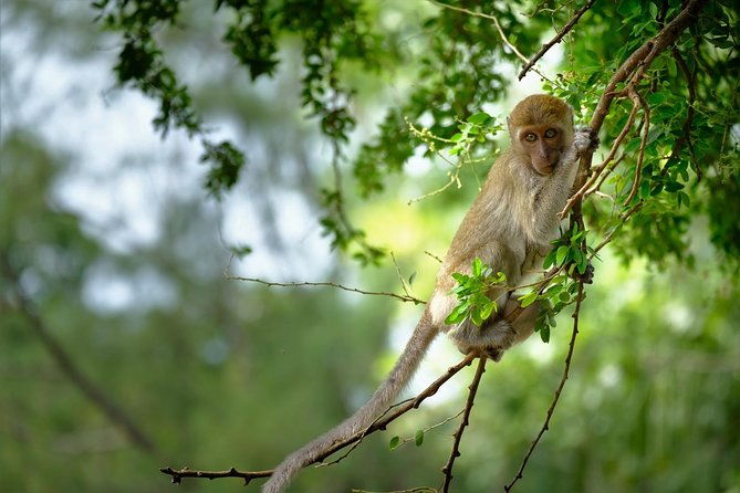 Half Day : Sok River + Monkey Temple + View Point - Reviews and Traveler Feedback