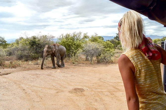 Half Day Udawalawe Safari (Entrance + Lunch) - Important Information and Tips