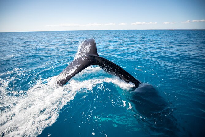Hervey Bay Ultimate Whale Watching Cruise - Customer Reviews and Feedback